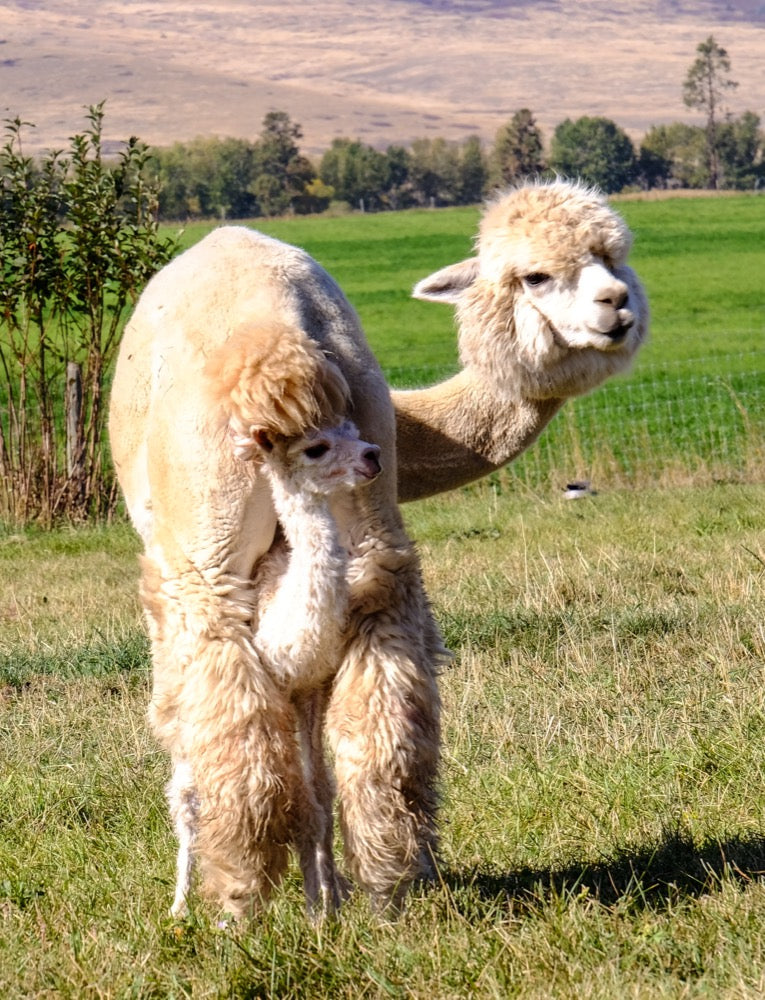 Distinctly Alpaca Yarn from Black Wolf Ranch