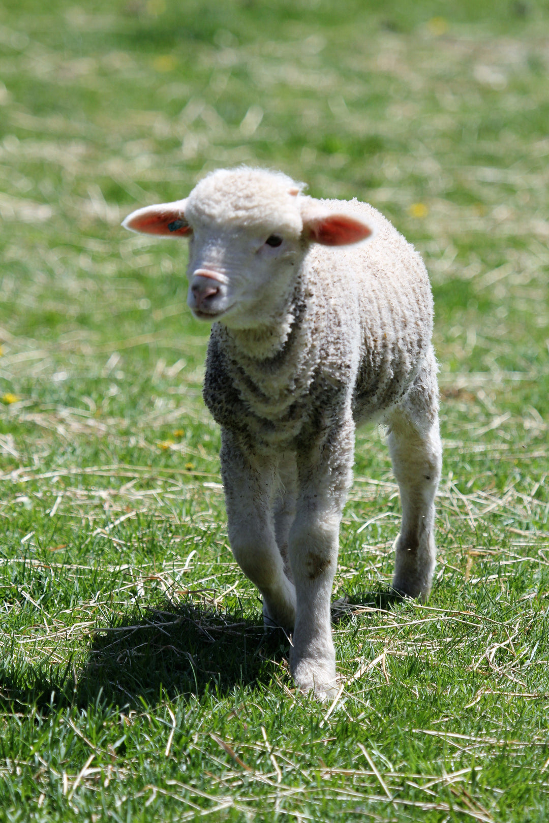 Meet Greenwood Hill Farm - Our First Undyed Merino Wool