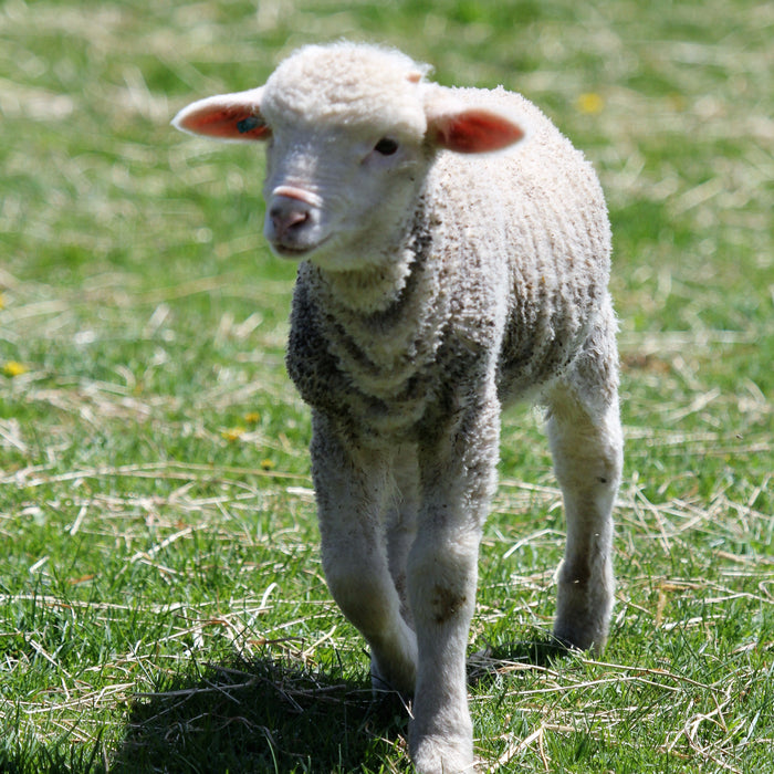 Meet Greenwood Hill Farm - Our First Undyed Merino Wool
