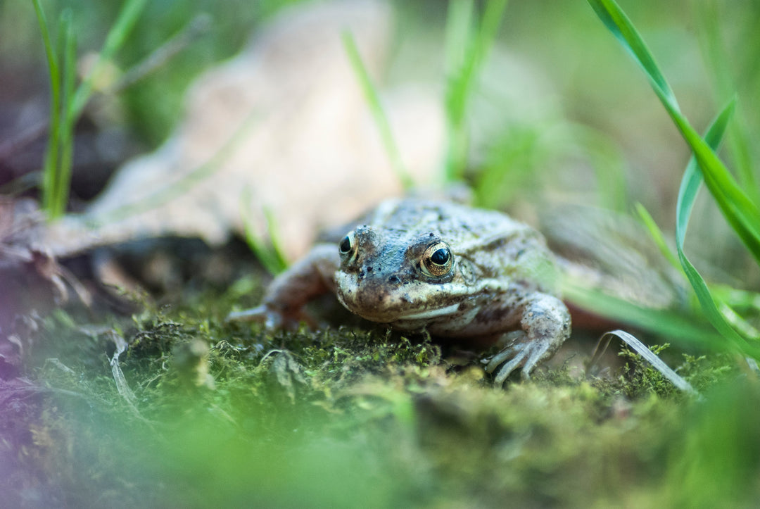 Frogging: To Frog or Not to Frog