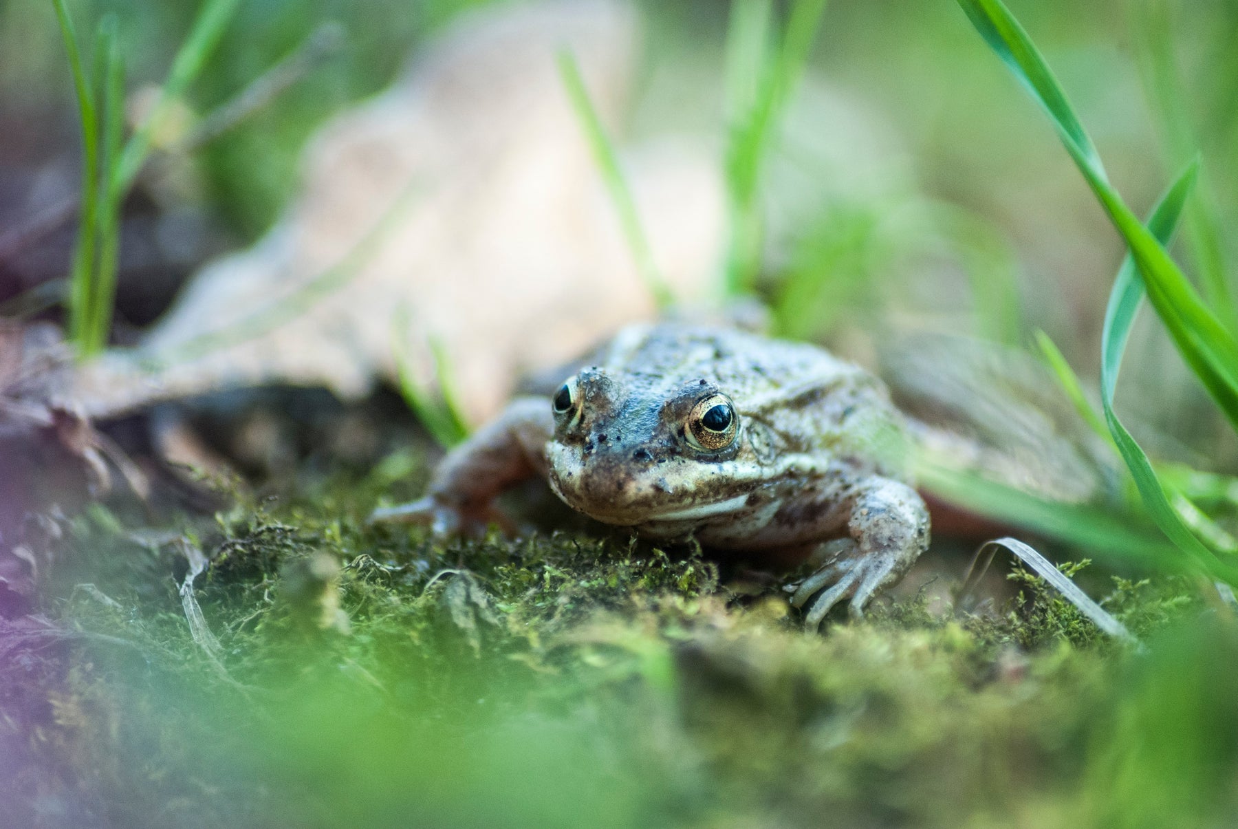 Frogging: To Frog or Not to Frog